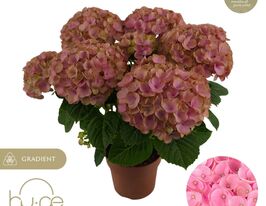 Гортензія в асортименті (Hydrangea overig)купити