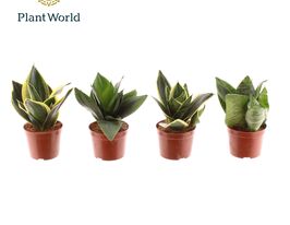 Сансевиерия Ханни (Sansevieria Hahnii) купить