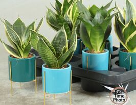 Сансевиерия в ассортименте (Sansevieria overig) купить