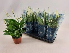 Спатифиллум Беллини (Spathiphyllum Bellini) купить