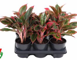 Аглаонема красная (Aglaonema overig Red) купить