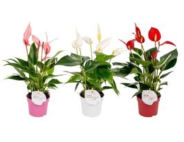 Антуриум Микс Benderola (Anthurium Mix) купить