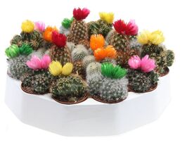 Кактусы Versierd Dry Flowers купить