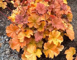 Гейхера Нозерн Экспожер Амбер (Heuchera Northern Exposurе Amber) купить