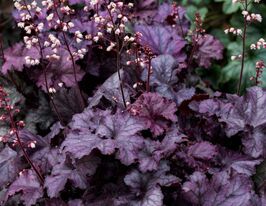 Гейхера Рекс Перпл (Rex Purple) купить