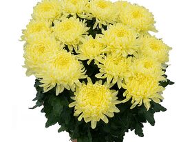Хризантема Агора Жаун (Agora Jaune)купити