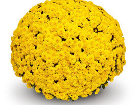 Хризантема Барія Єллоу (Baria Yellow)купити
