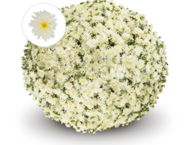 Хризантема Чіпріані Вайт (Cipriani White)купити