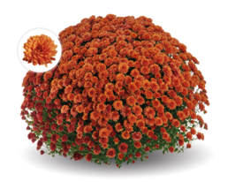 Хризантема Енканто Оранж (Encanto Orange)купити