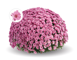 Хризантема Енканто Пінк (Encanto Pink)купити