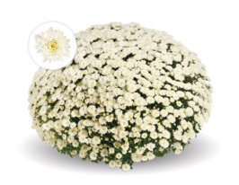 Хризантема Енканто Вайт (Encanto White)купити