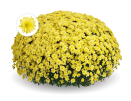 Хризантема Енканто Єллоу (Encanto Yellow)купити