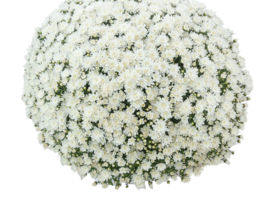Хризантема Вічі Вайт (Vichy White)купити