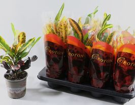 Кротон Мамми (Codiaeum variegatum Mammi) купить