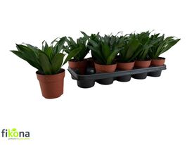 Драцена компакта (Dracaena frag Compacta) купить