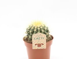 Ехінокактус Грузона (Echinocactus Grusonii)купити