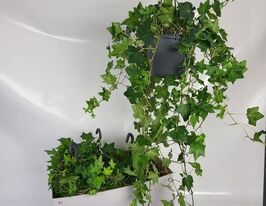 Хедера Бриджит (Hedera Brigitte) купить