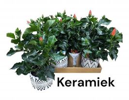 Гибискус в ассортименте (Hibiscus overig) купить
