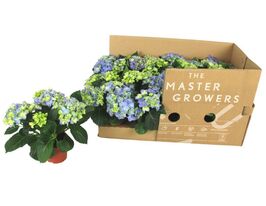 Гортензия крупнолистая Фаболо Блю (Hydrangea macr Fabolo Blue) купить