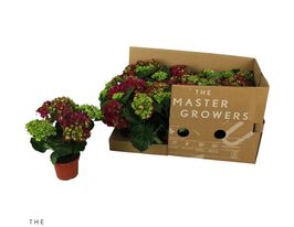 Гортензия крупнолистая Спиди Ред (Hydrangea macr Speedy Red) купить