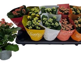 Каланхоэ Махровое Микс 2 ((Kalanchoe Gevuld Mix)  купить