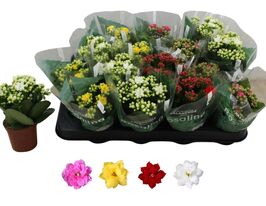 Каланхое Махровое Розалина микс (Kalanchoe B Gevuld Rosalina Mix) купить