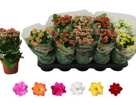 Каланхое Махровое Розалина микс (Kalanchoe B Gevuld Rosalina Mix) №2 купить
