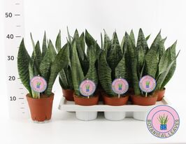 Сансевиерия Цейлонская (Sansevieria Zeylanica) купить