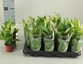 Спатифілум Перл Купідо (Spathiphyllum Pearl Cupido)купити