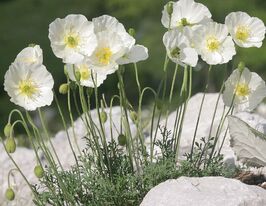 Мак альпійський (Papaver alpinum)купити