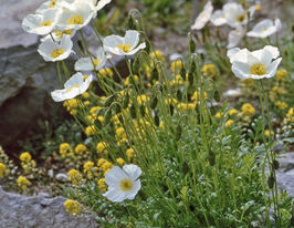 Мак альпийский (Papaver alpinum) купить