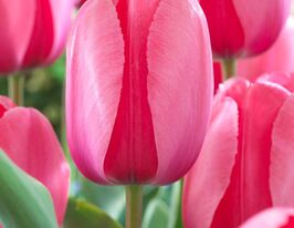 Тюльпан Дарвіна Пінк Імпрешн (Pink Impression)купити