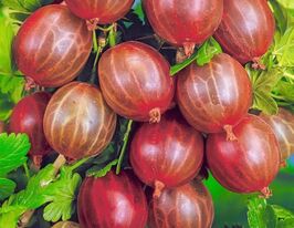 Крыжовник бесшипой Мюнхаузен купить