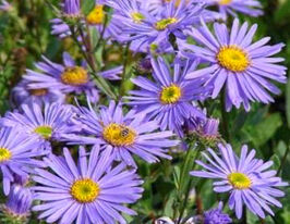 Астра Адустус Нанус (Aster Adustus Nanus) купить