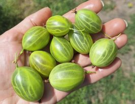 Крыжовник зеленый Орфей купить