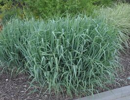 Просо прутовидное Даллас Блюз (Panicum virgatum Dallas Blues) купить
