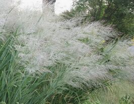 Просо прутоподібне Даллас Блюз (Panicum virgatum Dallas Blues)купити