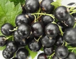 Смородина чорна Білоруська Солодка купити