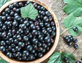 Смородина черная Вечерница купить