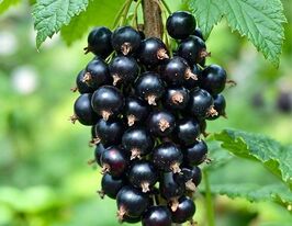 Смородина черная Люция купить