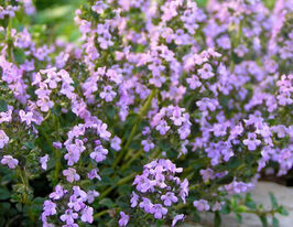 Тимьян перечный (Thymus piperita) купить