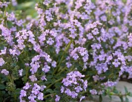 Чебрець перцевий (Thymus piperita)купити