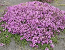 Чебрець ранній Пігмеус (Thymus praecox Pygmaeus)купити