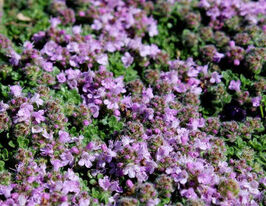 Тимьян ранний Пигмеус (Thymus praecox Pygmaeus) купить