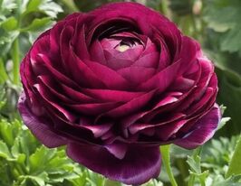 Ранункулюс Томер фиолетовый (Tomer Purple) купить