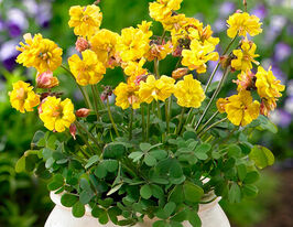 Оксалис Дабл Трабл (Double Trouble) купить