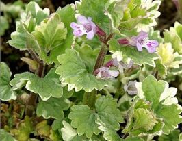 Будра плющевидна Варієгата (Glechoma hederacea Variegata)купити