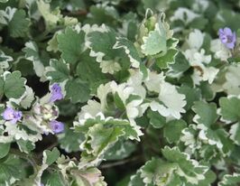 Будра плющевидна Варієгата (Glechoma hederacea Variegata)купити