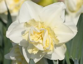Нарцисс махровый Истер Борн (Easter Born) купить