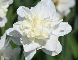 Нарцис махровий Істер Борн (Easter Born)купити